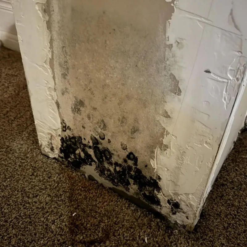 Professional Mold Removal in East Douglas, MA